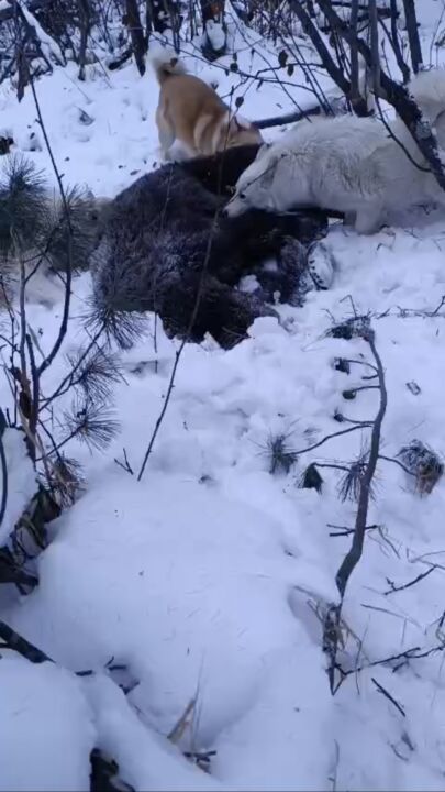 Медведь зашел в село Кыстатыам