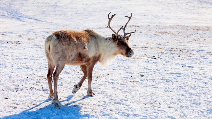 Радостная весть: Большая часть оленей, пропавших в Оленекском районе, нашлась