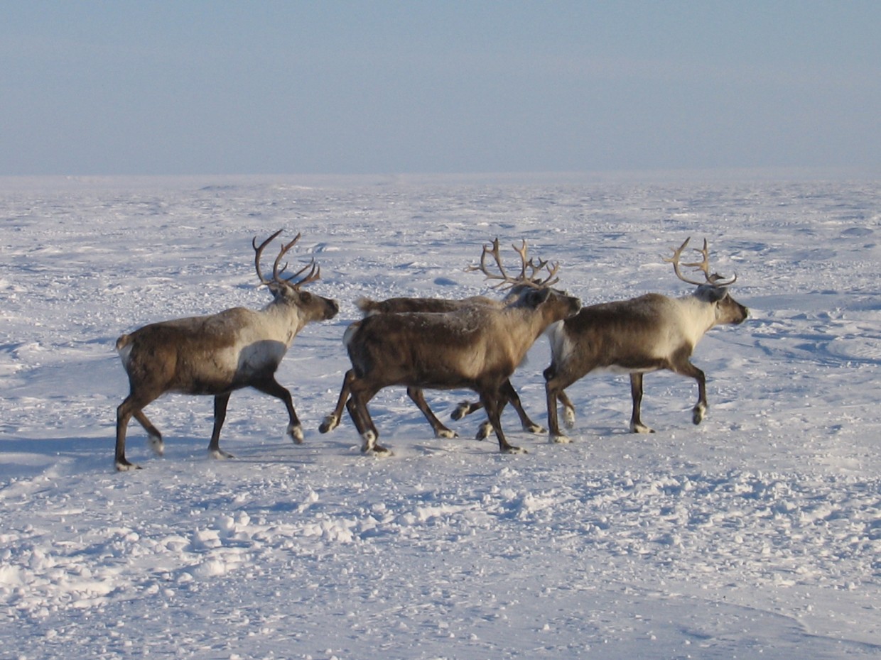 Все олени в Оленьке найдены!
