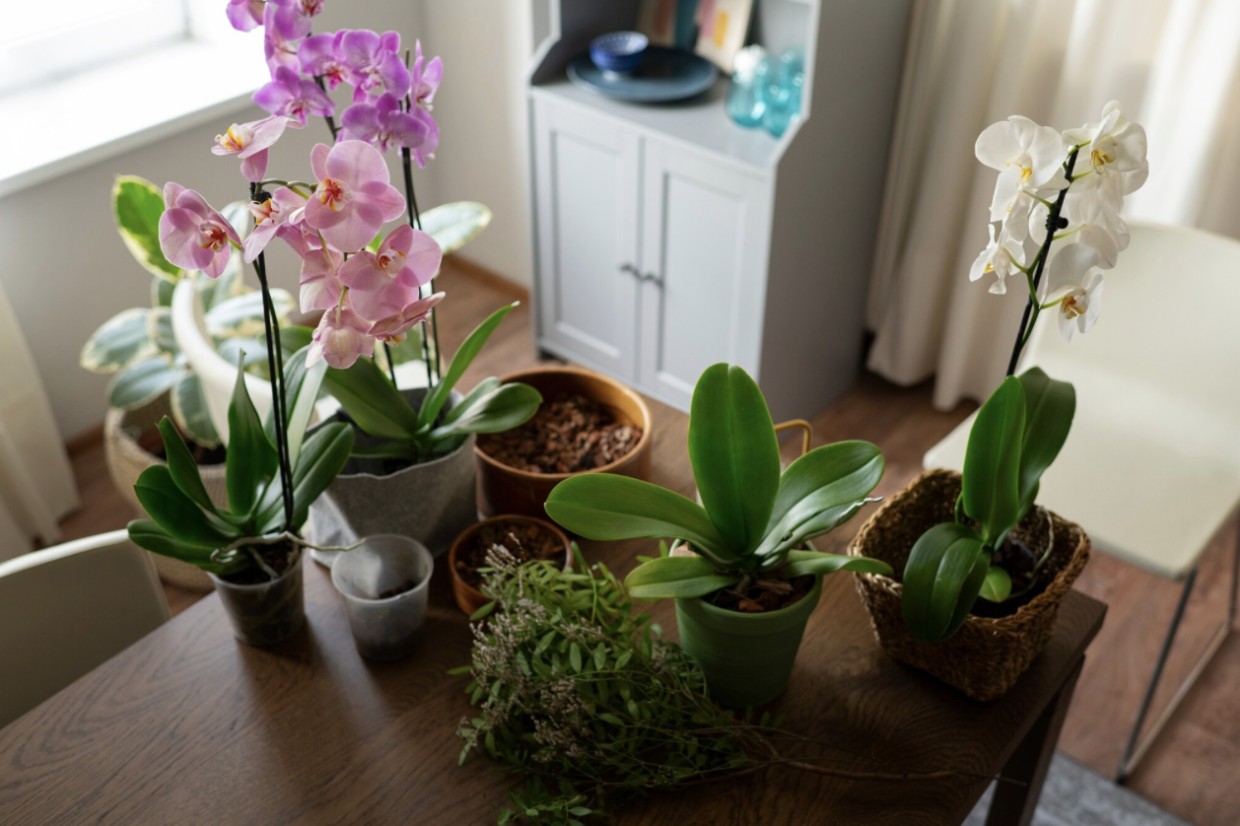 Диван вместо грядки: 3 комнатных растения, которым наплевать на солнце — превратите квартиру в цветущий сад