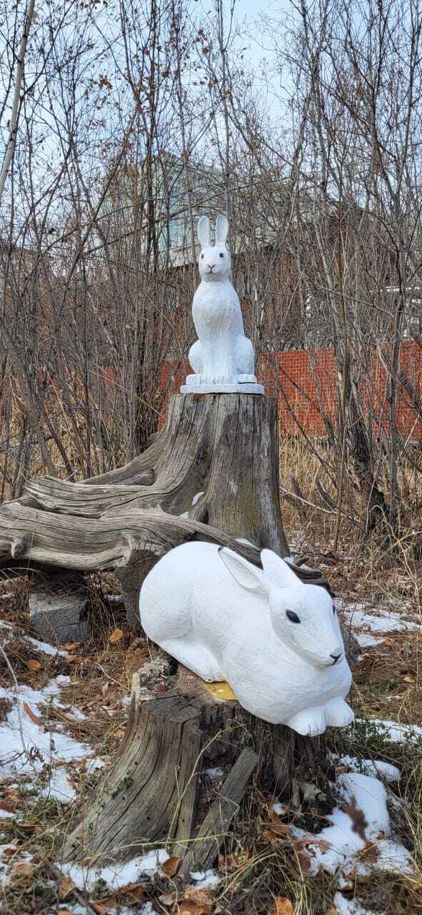 Белые зайчики снова на посту!