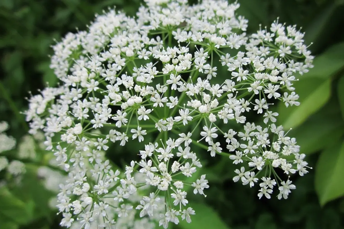 Сорняк хуже борщевика: объявляем войну сныти — эффективные методы борьбы, чтобы спасти свой огород