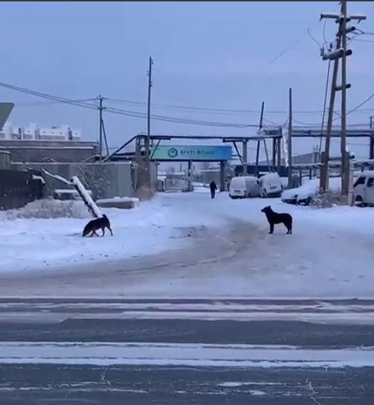 В Якутске собаки накинулись на женщину и порвали ей пальто
