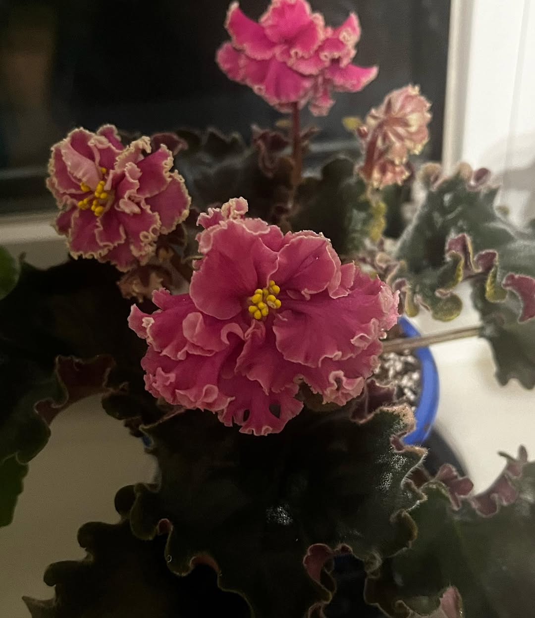 Короткий век комнатных фиалок: секрет их пышного цветения знает Кот Матроскин — вспомните его фразу, и все сразу станет ясно