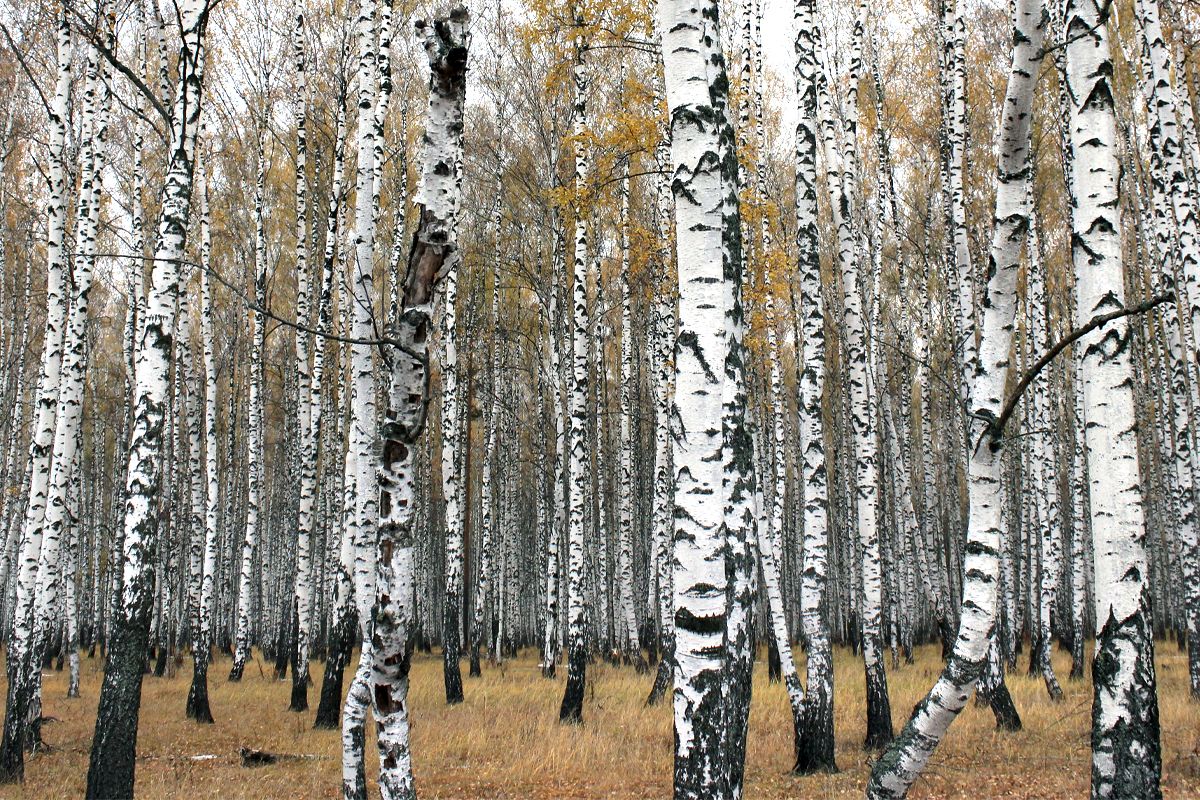 Обнять бы белую березку: почему мы не строим дома из самого русского дерева — объясняет эксперт