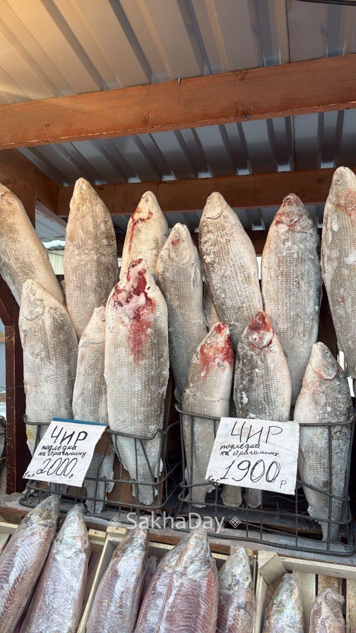 Фотофакт: В Якутске рыба на строганину обойдется в 5 тысяч рублей за штуку