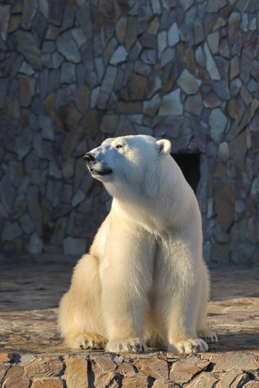 В Ленинградском зоопарке готовятся к дню рождения белой медведицы Хаарчааны