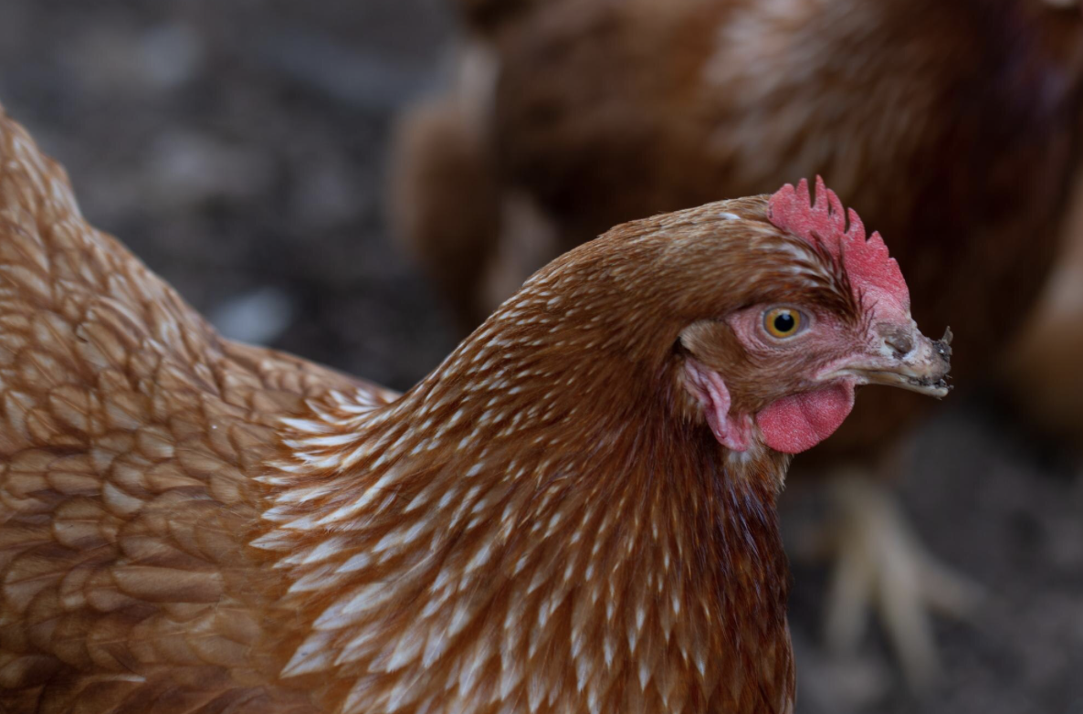 Куры это клюют, а зря: из-за этих кормов куры будут очень плохо нести — берите на заметку, чтобы не давать им это