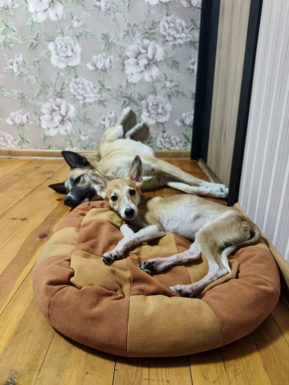 "У нас с собой было 8 кошек, 9 собак, попугай и крыски". Якутская зоозащитница пересекла всю страну вместе со своими подопечными