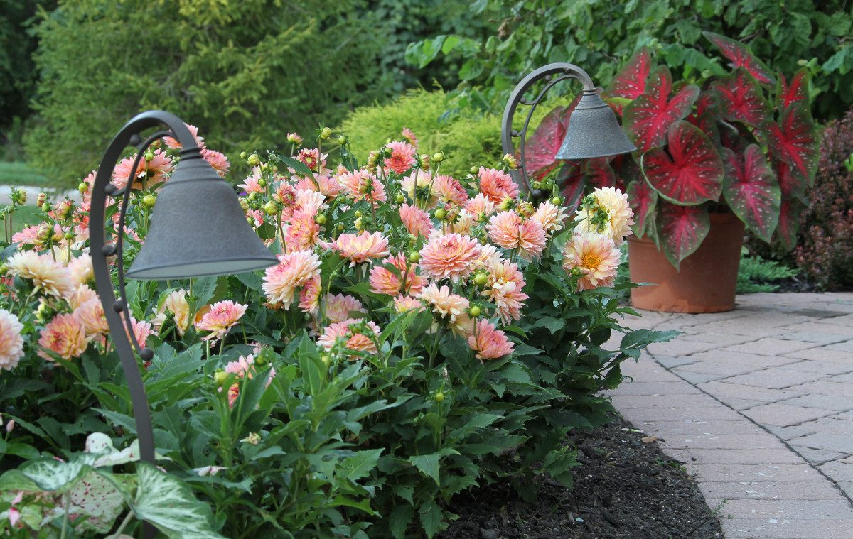 Сад вашей мечты: самые легкие в уходе и красивые растения для сада — знакомьтесь, карликовые георгины