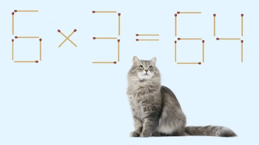 Вся правда о кошачьем интеллекте: удивительные факты о братьях наших меньших — вот это уровень...