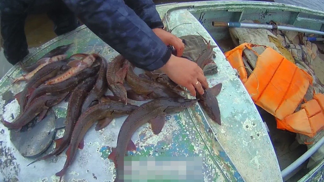 В Якутии транспортные полицейские задержали пожилых мужчин, подозреваемых в  незаконной ловле краснокнижного осетра