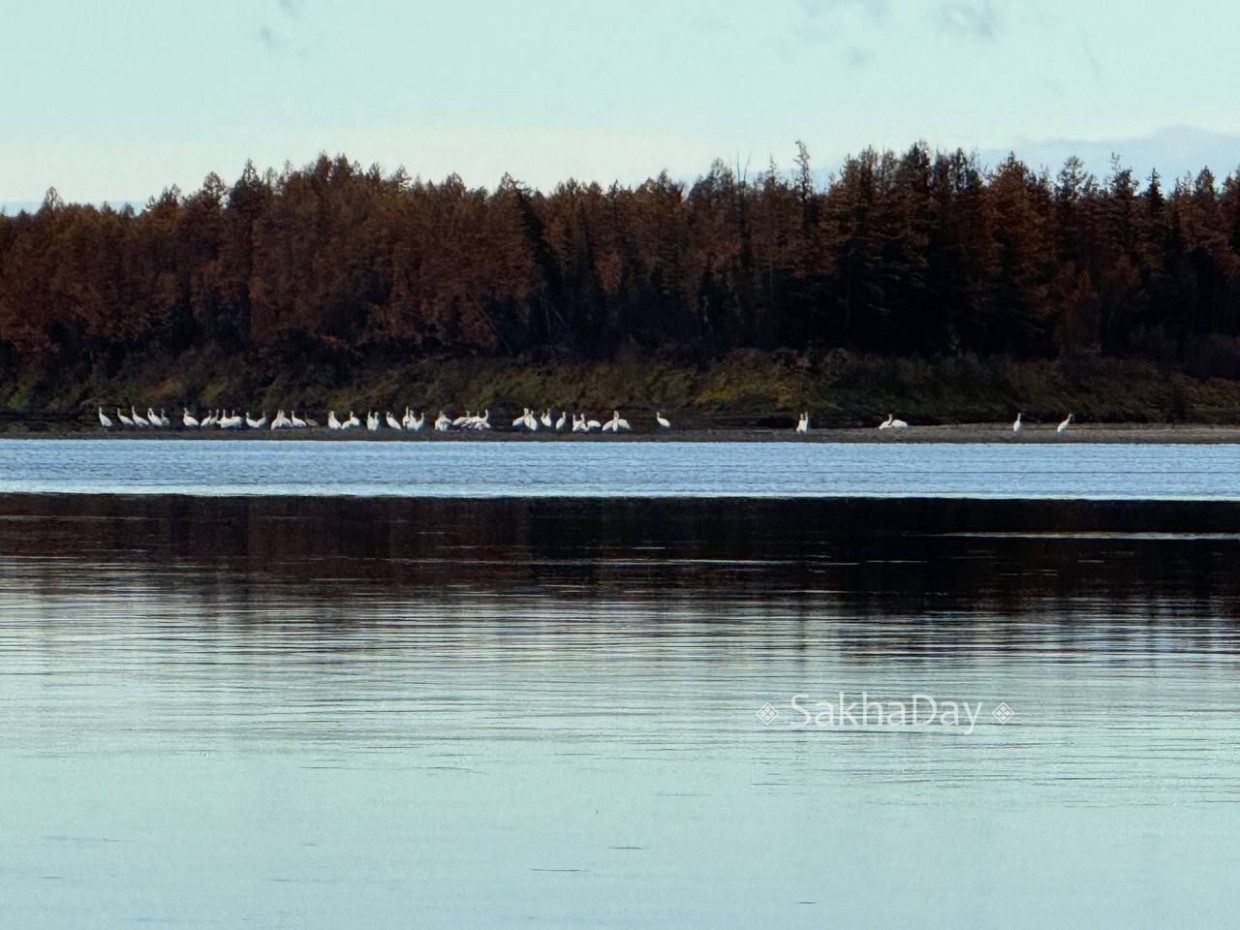В Якутии ликвидируют Фонд по изучению и сохранению стерха