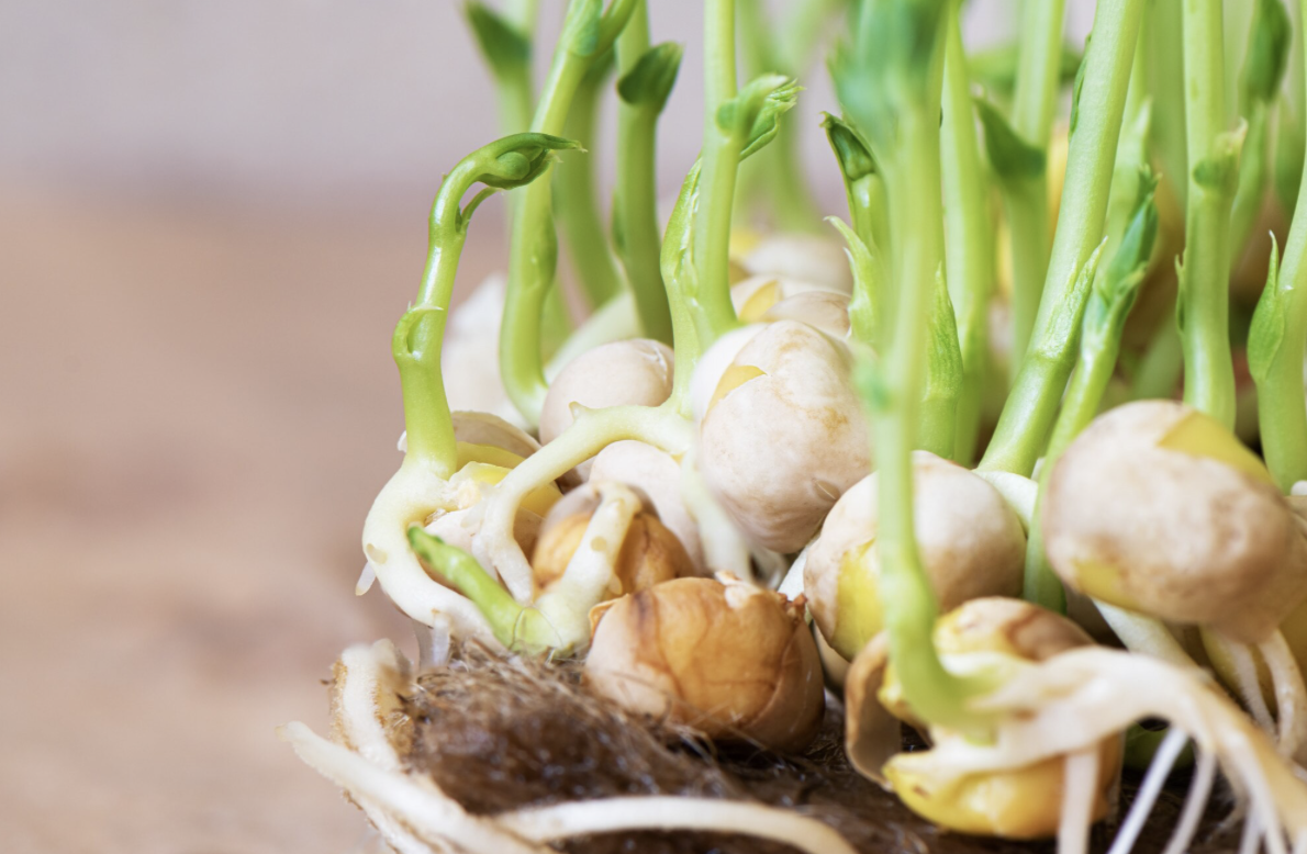 Никогда не поздно: в ноябре еще можно высадить луковичные — просто следуйте алгоритму