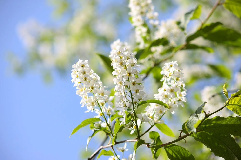 Расцвела черемуха под твоим окном... И что же теперь с ней делать? А много чего — глаза разбегаются от такой полезности!