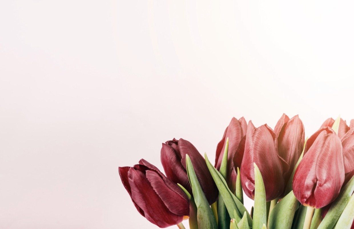 Хуже, чем МММ: финансовые пирамиды были во все времена — посмотрите на пример Голландии и не ведитесь на него