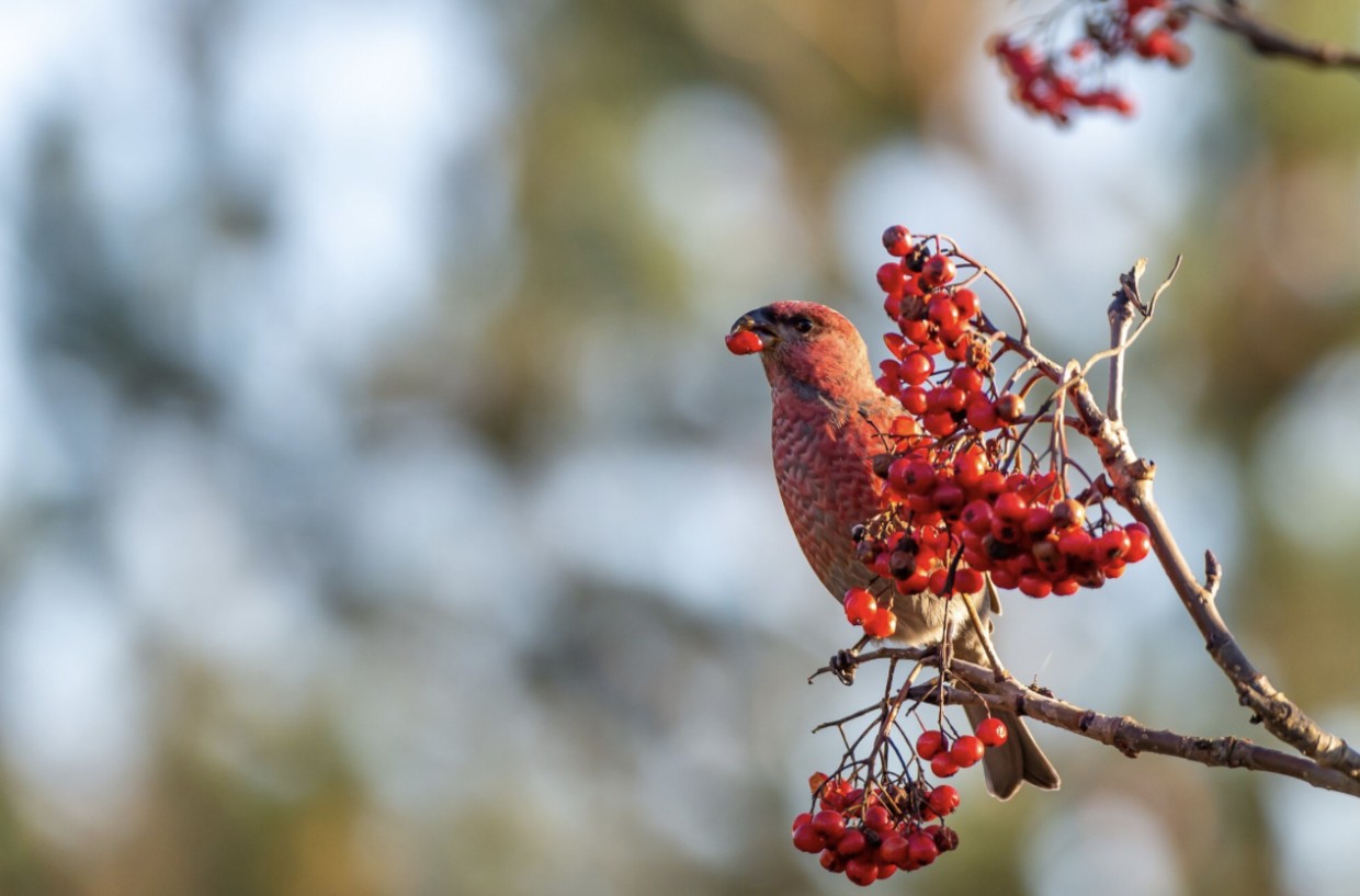 Что стоишь, качаясь, тонкая рябина? Эту ягоду многие обходят стороной, а зря — для 1 знака Зодиака наступает период. когда можно все