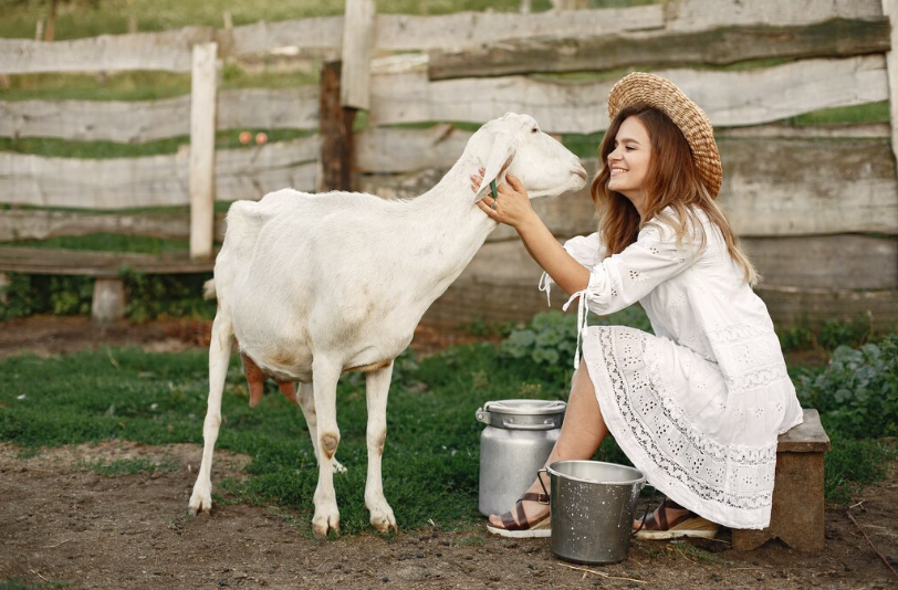 Козье молоко без привкуса: откуда берётся неприятная нотка — и как все можно исправить