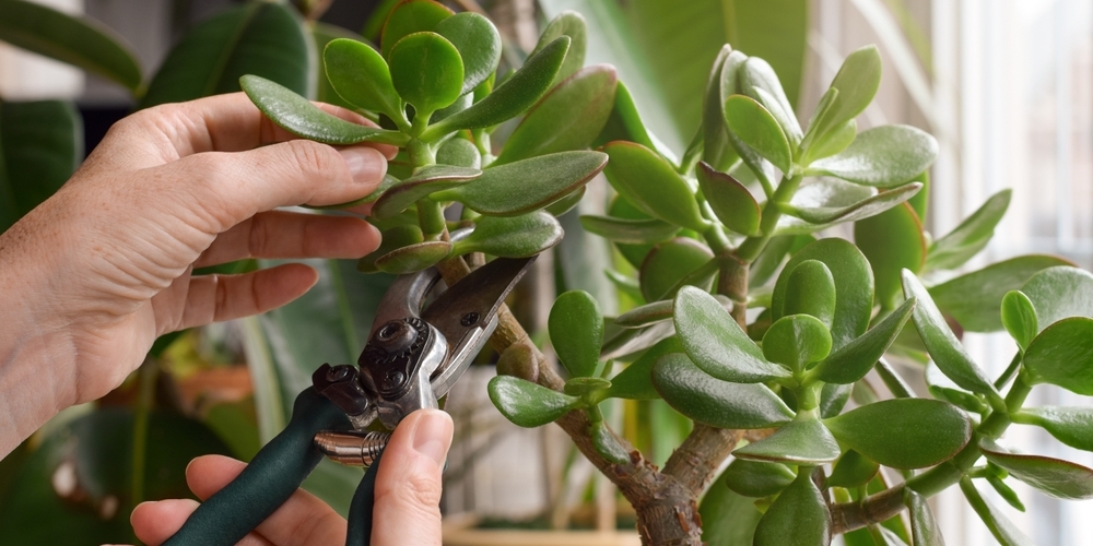 Спасение толстянки — если на вашем «денежном дереве» сохнут листья, пора что-то менять, 1 лайфхак 100% поможет