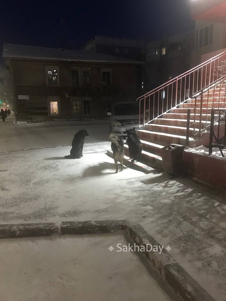 За стаи бродячих собак ответит Управление ветеринарии Якутии