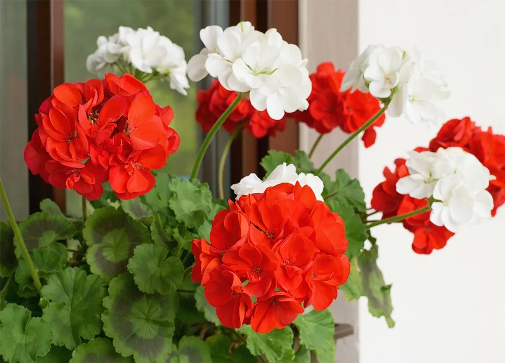 Она обязательно выживет: лайфхак для любителей герани — в зиму и перезимует, и зацветет пышным цветом