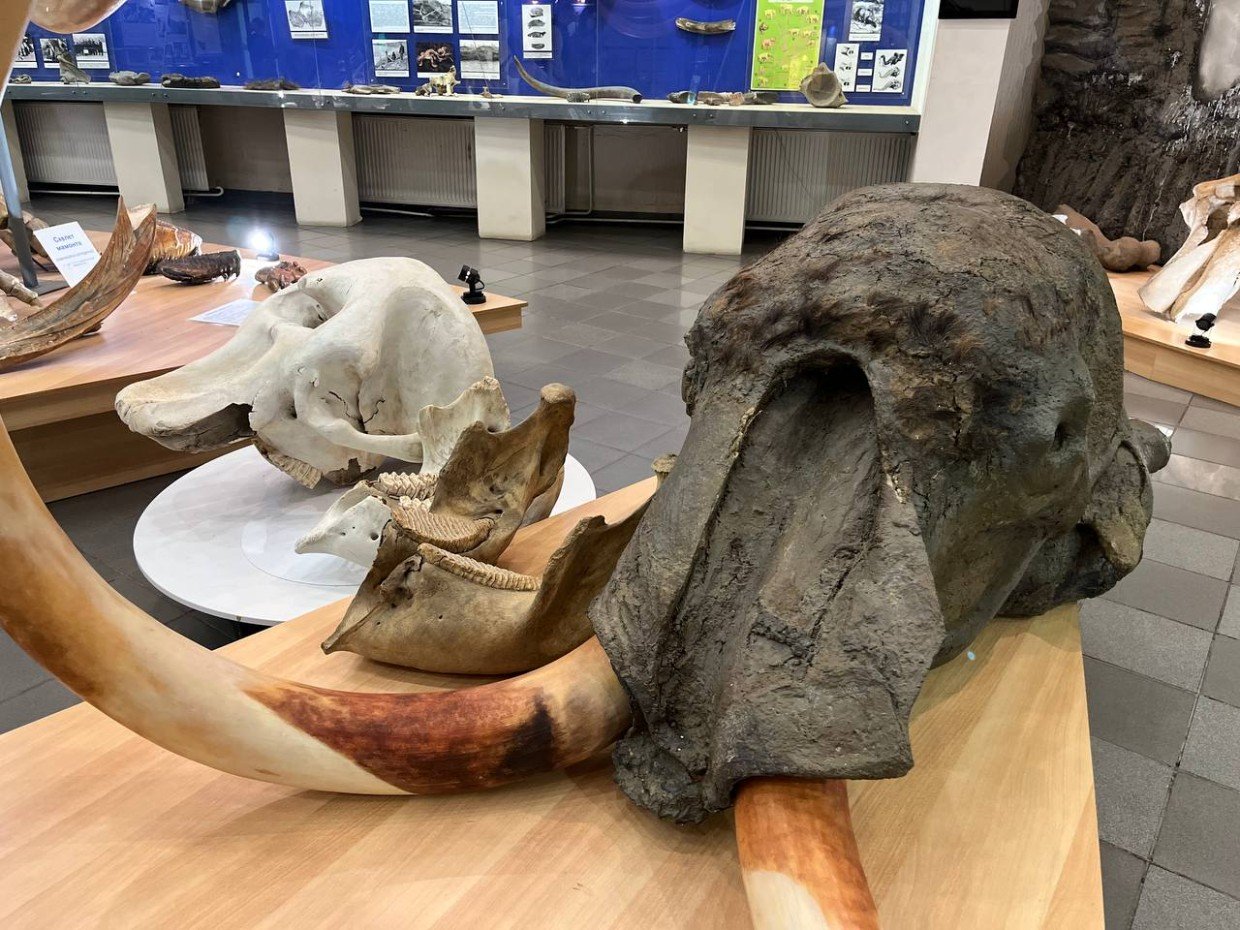 В Музей мамонта СВФУ доставили редкий экспонат — череп африканского слона