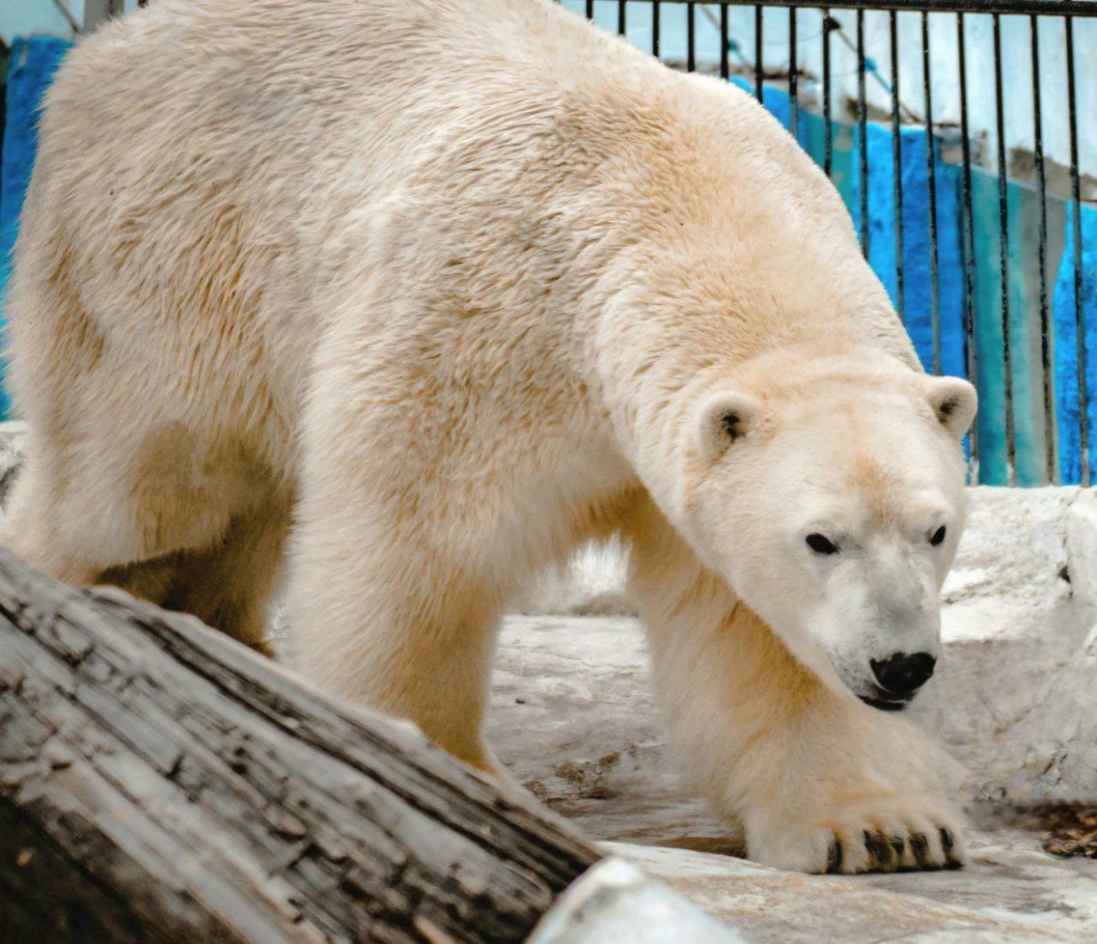 Белый медведь Алмаз отметил шестилетие в зоосаде «Приамурский»