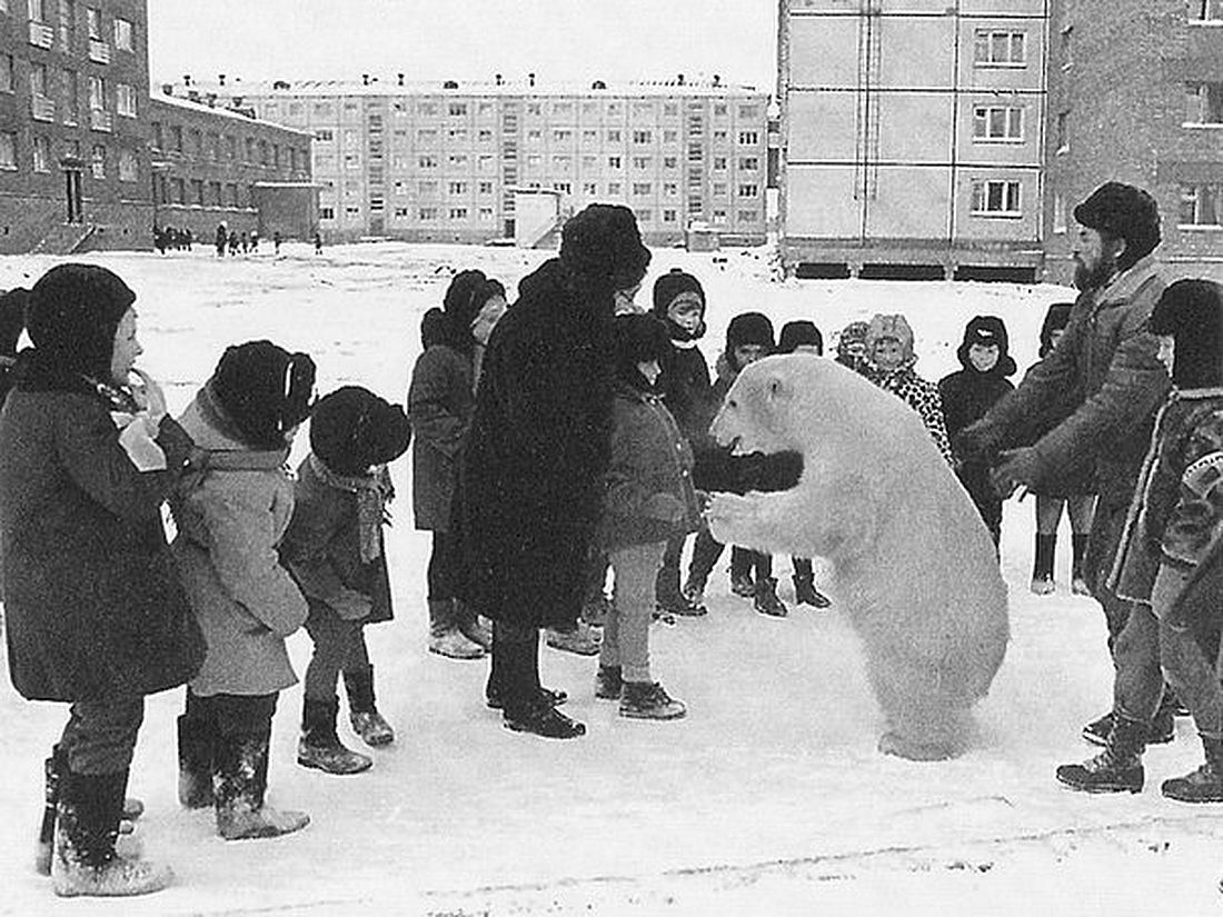 Питомцы из Норильска: пока одни заводят кошек, другие берут домой зверя покрупнее — удивительная история медведицы Айки