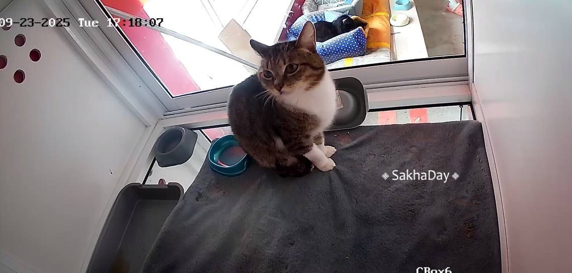 Frozen pets: В Якутске кошки стримят на «вискас»