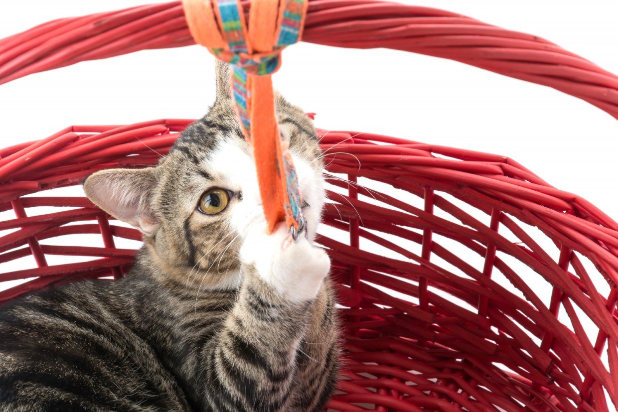 Счастливая кошка дома: 5 обязательных вещей — что нужно вашему питомцу для радости