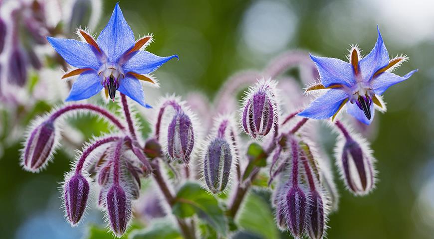 Зачем шпинат, когда есть borago officinalis: огуречная трава нужна каждому дачнику — вот 3 неоспоримых аргумента