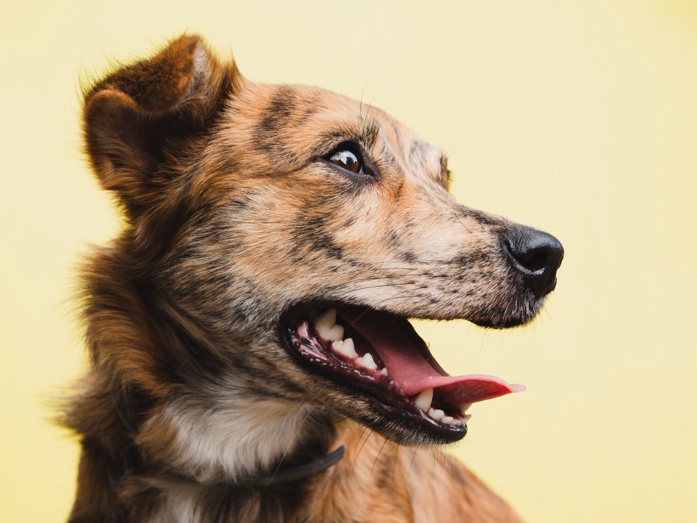 Как заткнуть соседскую собаку-дуру: метод тонкой струи — гуманный способ кинологов срабатывает в 99% случаев