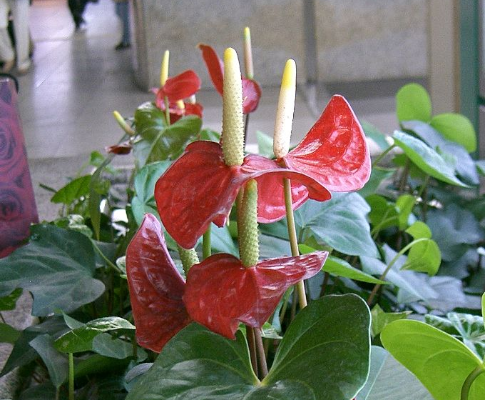 Правила ухода за антриумом — 5 главных принципов: как за ним ухаживать