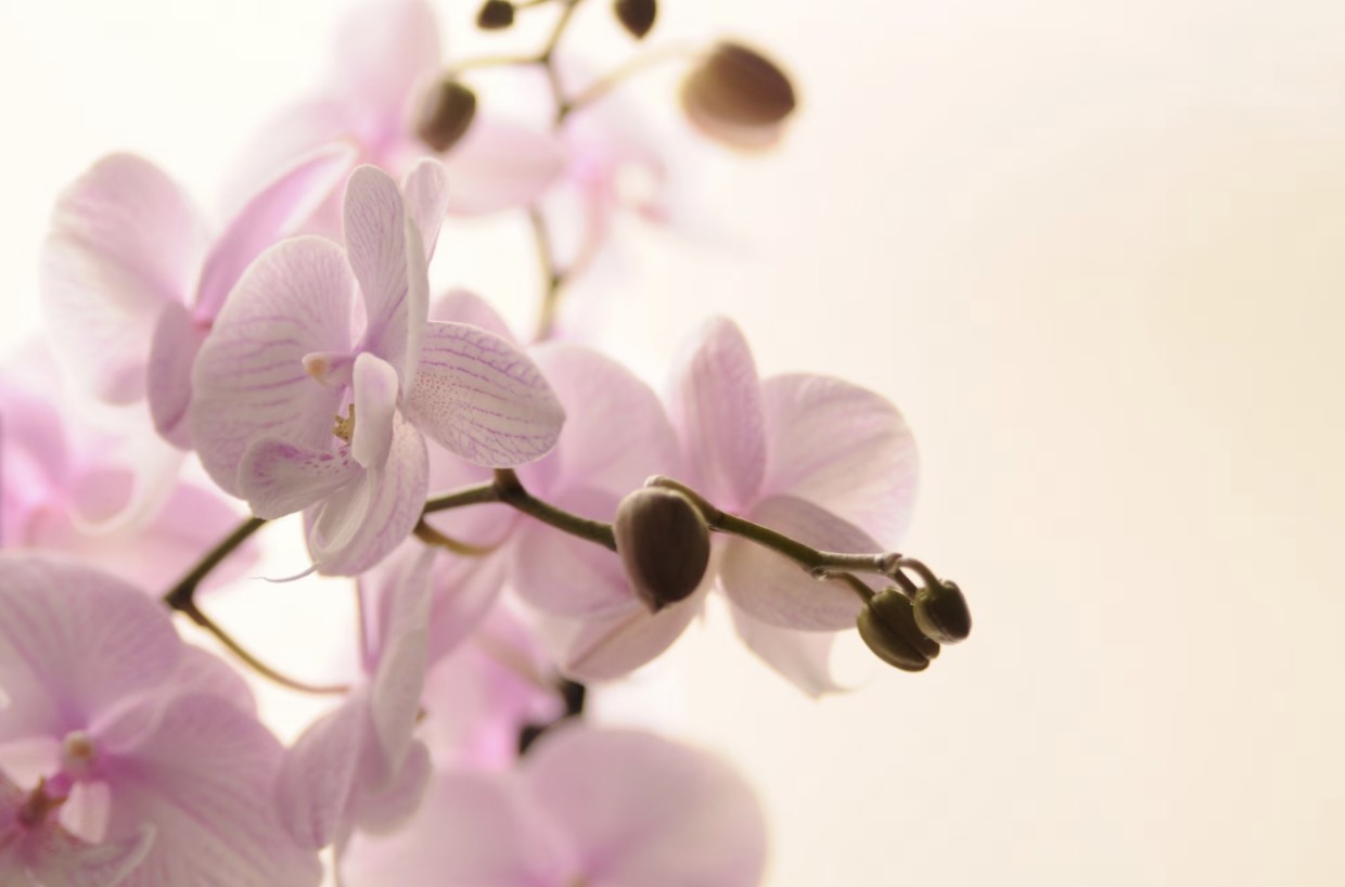 Прекрасная, но капризная: как ухаживать за орхидеей в холодный сезон — применяйте эти знания, цветок станет пышным и красивым