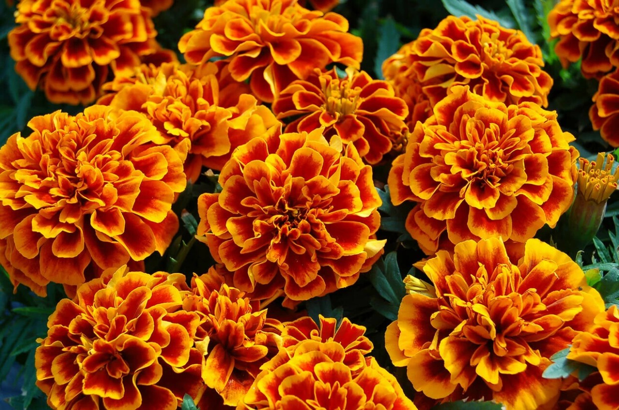 Аптечные тайны: вот, что на самом деле бархатцы делают с организмом человека — шокирующая правда