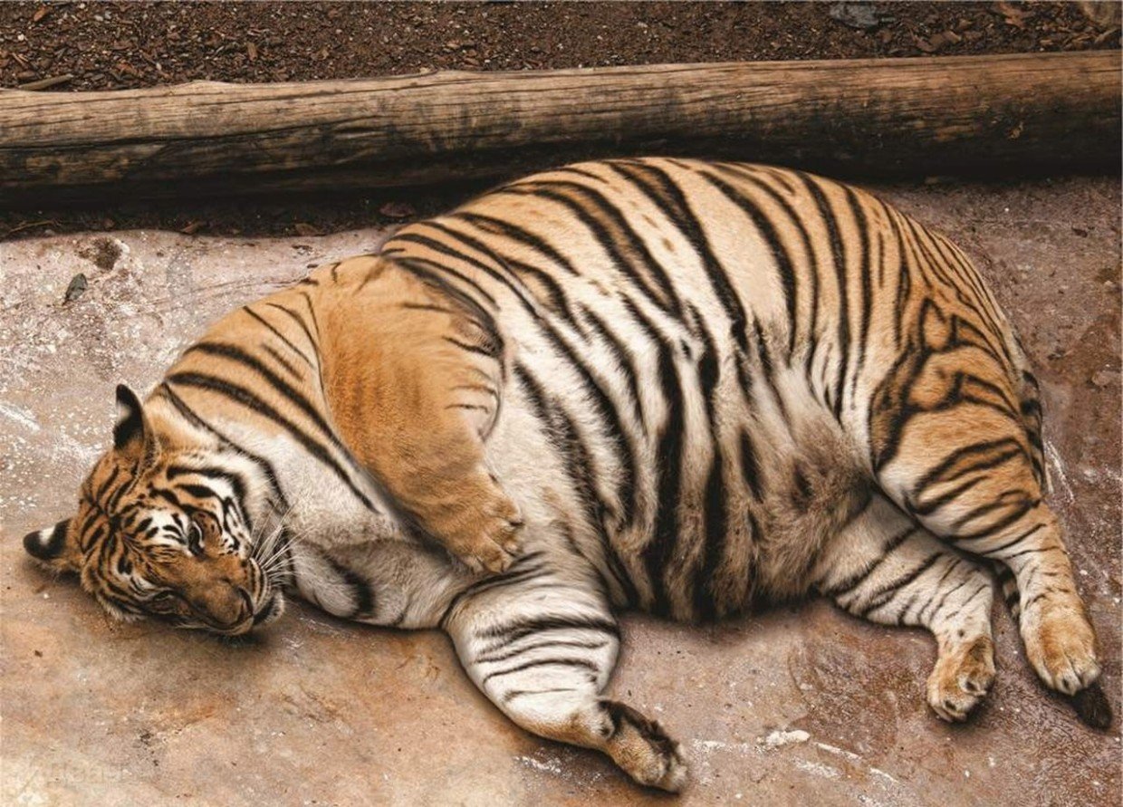 Великий, могучий и толстый — русский язык официально пополнился новым словом, и в этом ему помог манул Тимофей