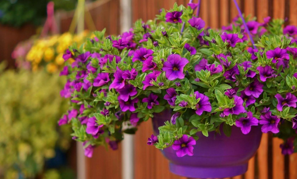 Дорого, но дешево — очень красивое решение для сада, которое будет стоить вам копейки