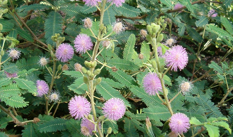 Современные комнатные растения: 5 красавчиков с интереснейшей внешностью — сложные по уходу, но оно того стоит