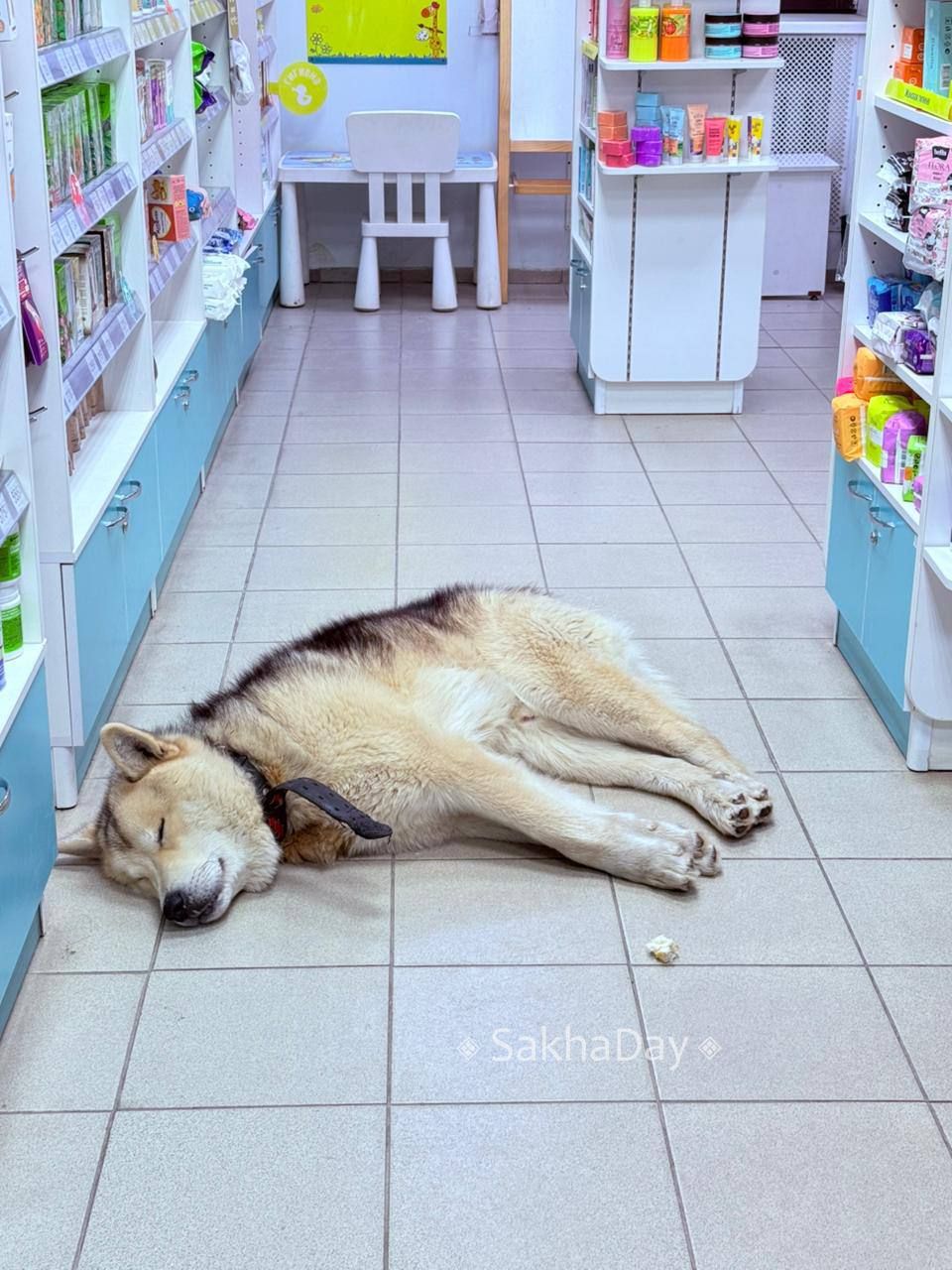 В Ленском районе суд принял решение о создании приюта для беспризорных животных