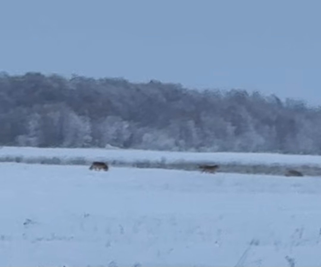 Правда ли, что в окрестности Якутска забрели волки?