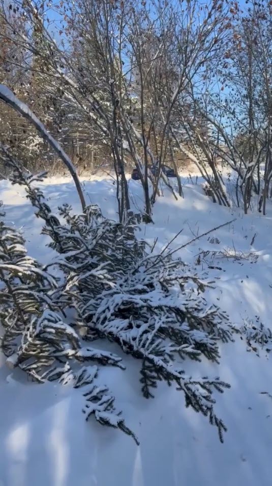 Глава Нерюнгринского района рассказал о "свинтусах", срубивших ель