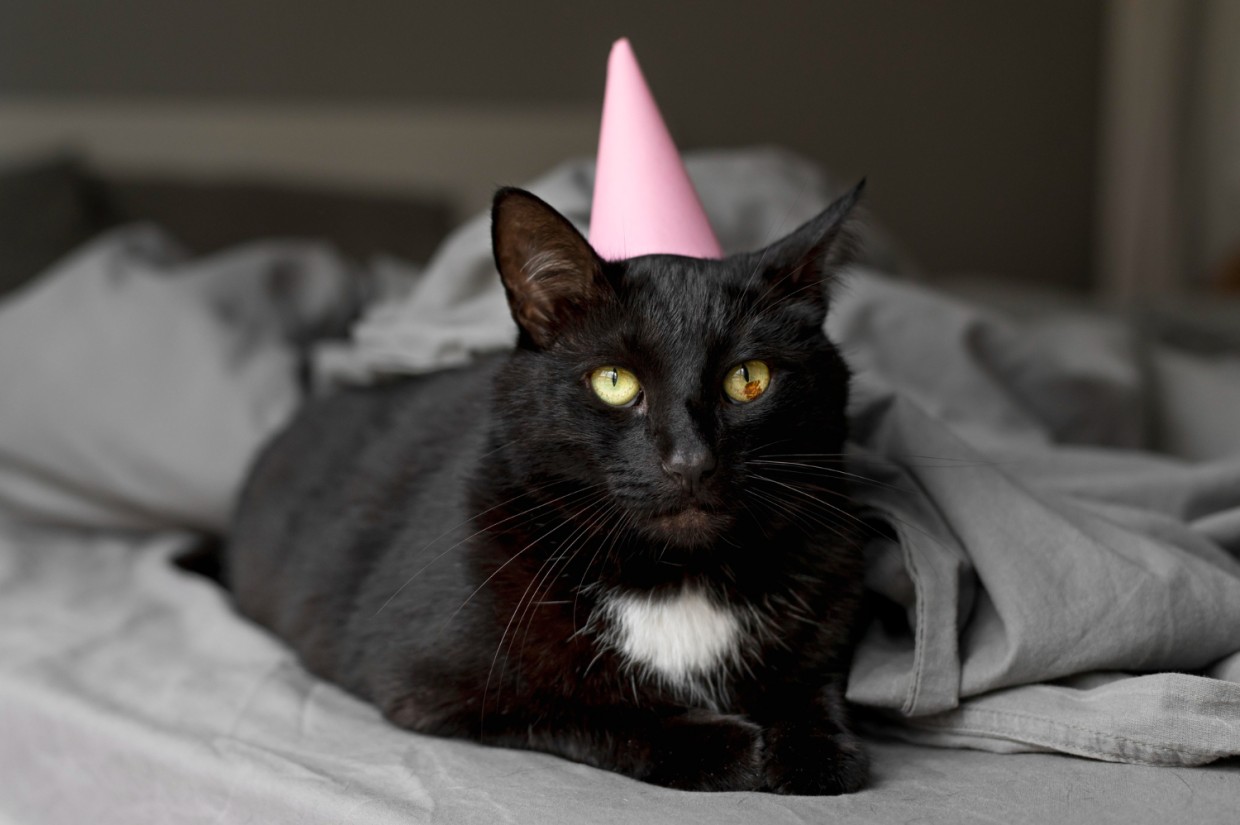 Заняли 3 первых места: кошки из России победили — Всемирная Федерация Кошек выбрала лучших выставочных животных в мире