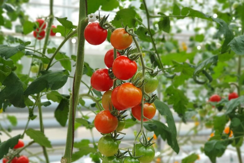 Кинула в лунку и томаты растут по часам — урожай вёдрами без проблем: забудьте про фитофтору и неудачные плоды