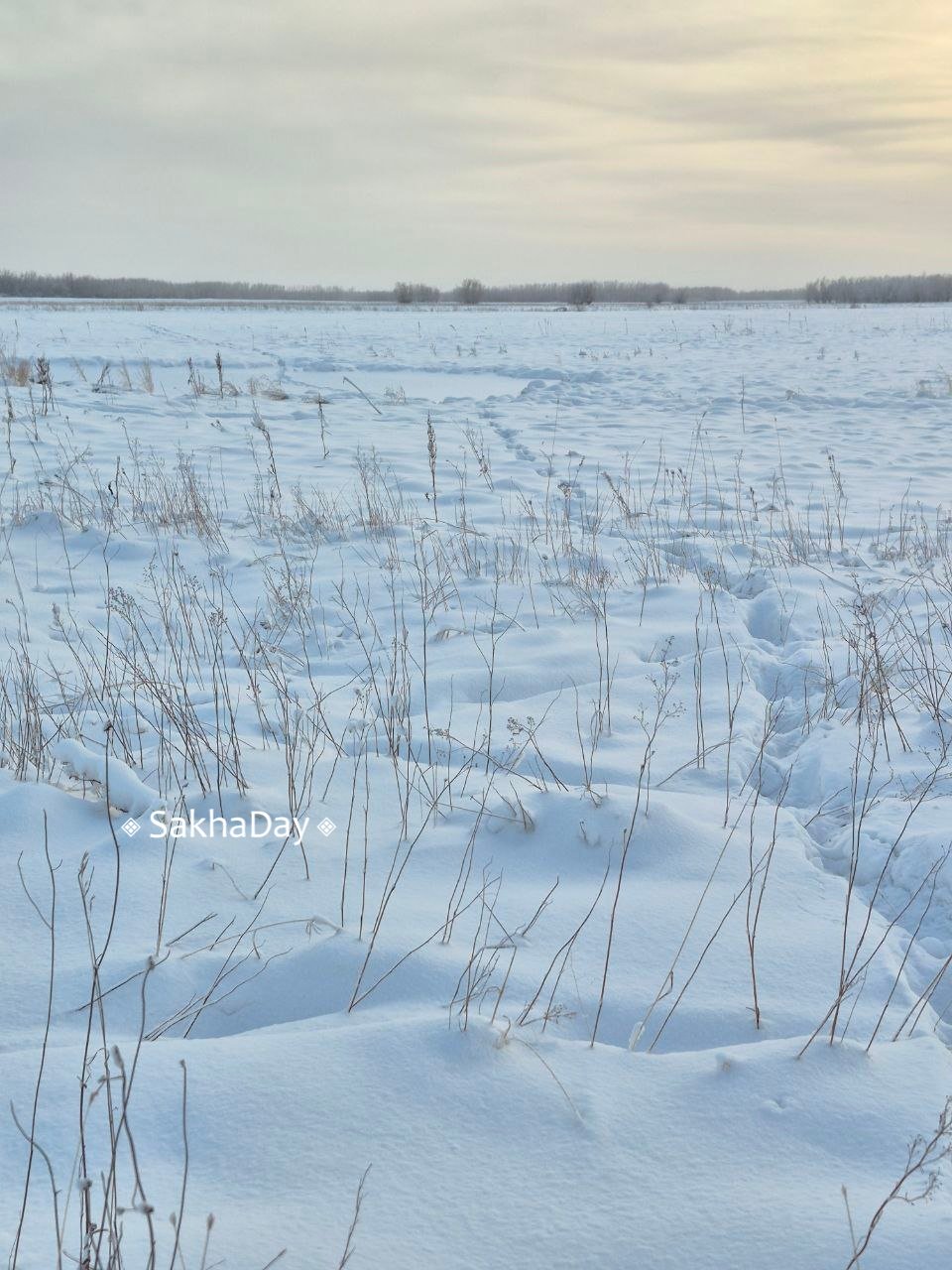 В Минэкологии провели повторную проверку на Зеленом лугу: "Точно не следы волка!"