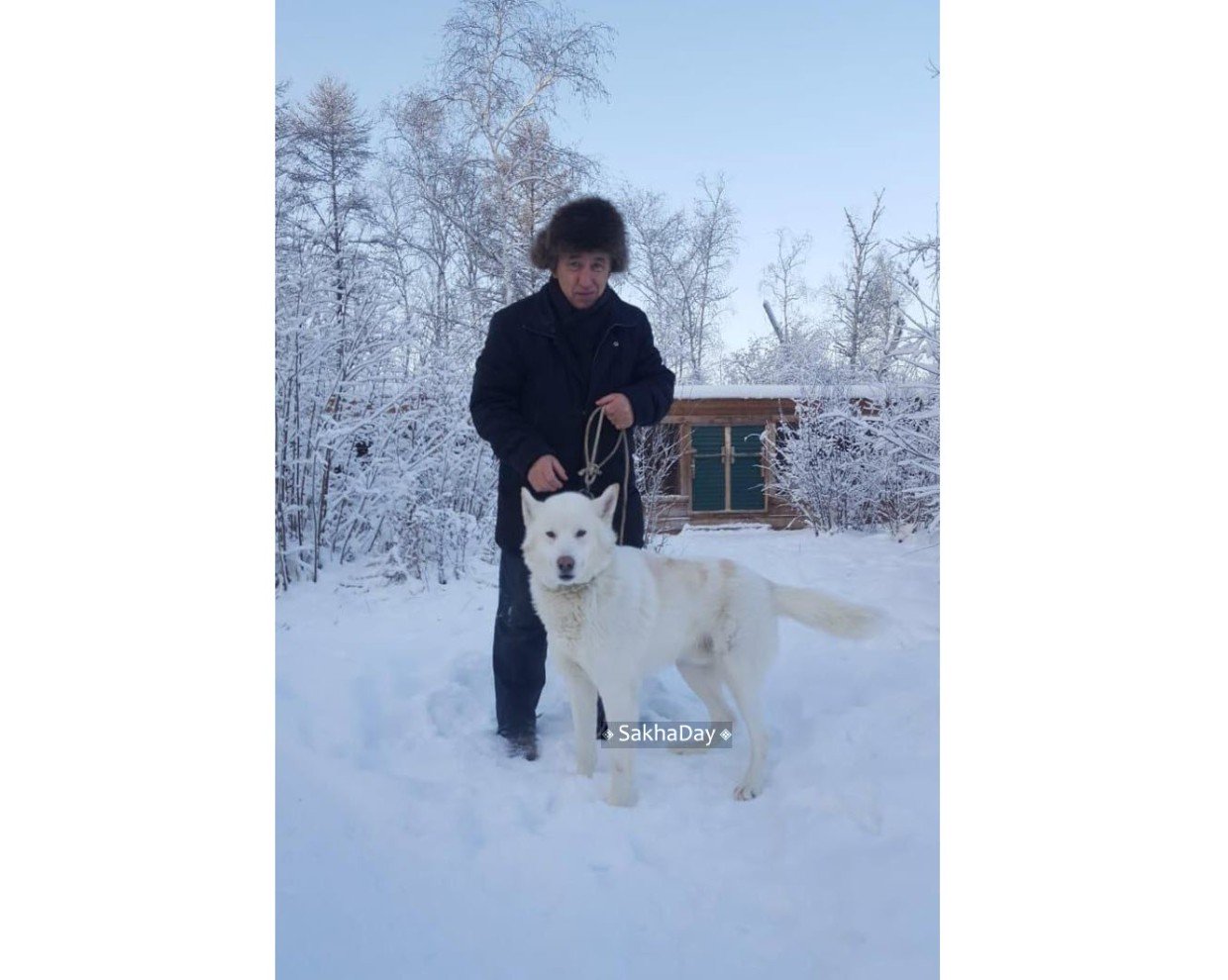 Волчицу застрелили на улице Хабарова около магазина «Прогресс»