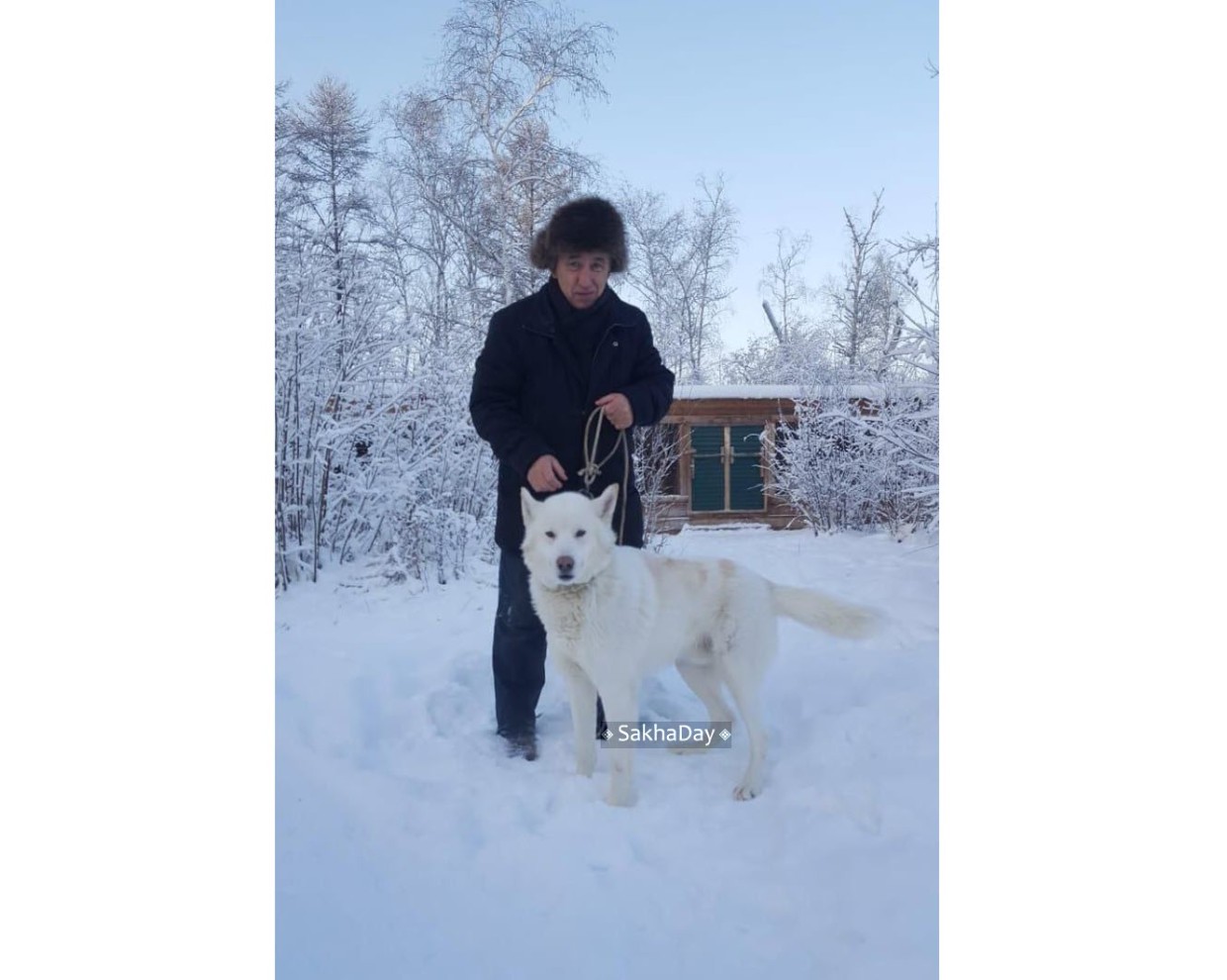 Волчицу застрелили на улице Хабарова около магазина «Прогресс»