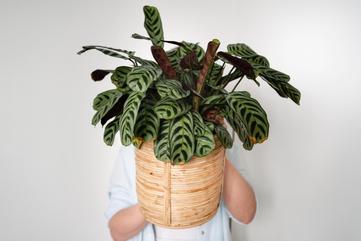 Капризный аристократ: 3 нюанса в уходе за фикусом Бенджамина