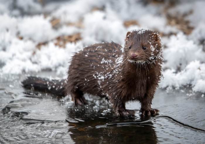 Якутские ученые приступили к исследованию распространения американской норки