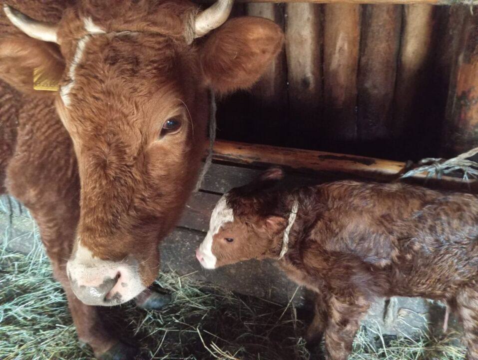 В Минсельхозе прокомментировали информацию о гибели в пожаре 56 голов крупного рогатого скота