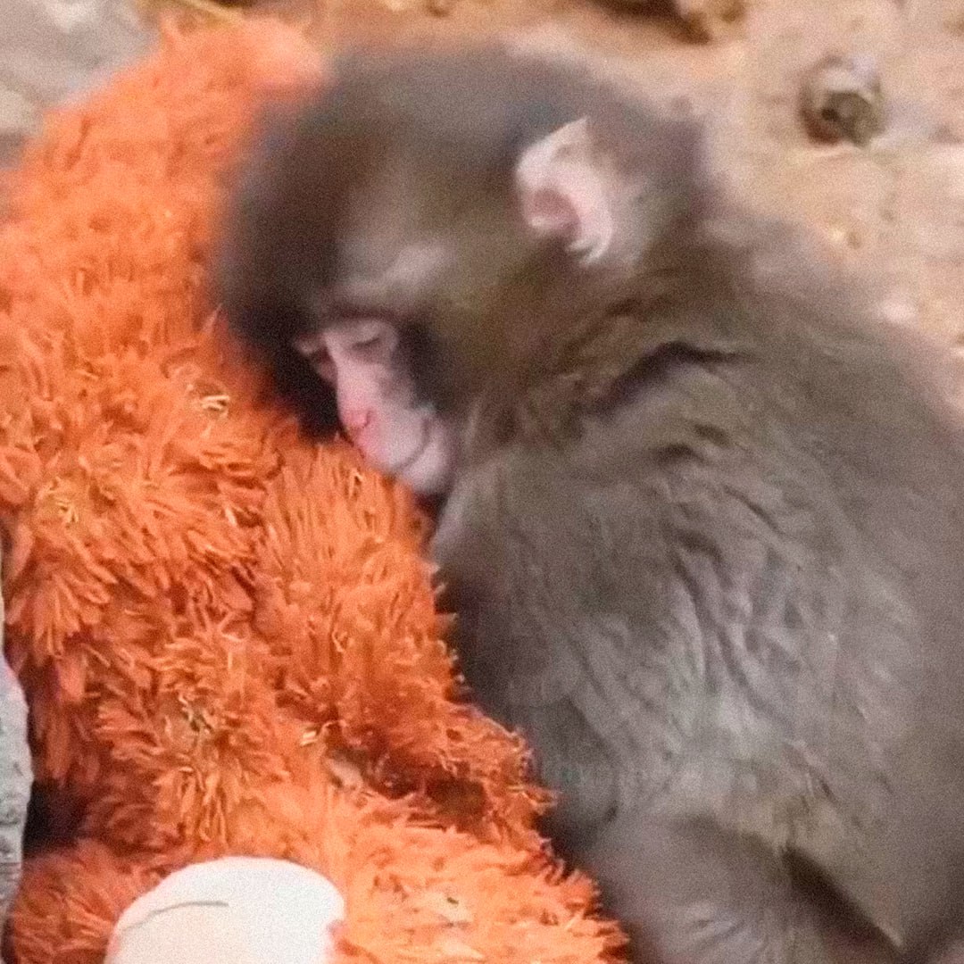 Якутянка навестила Панчи Куна, которого бросила мама